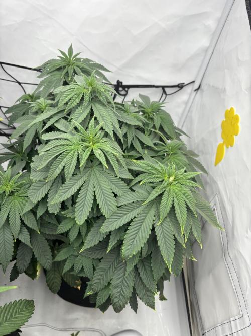 CC • CP • RS11B – Indoor Run. Week 6