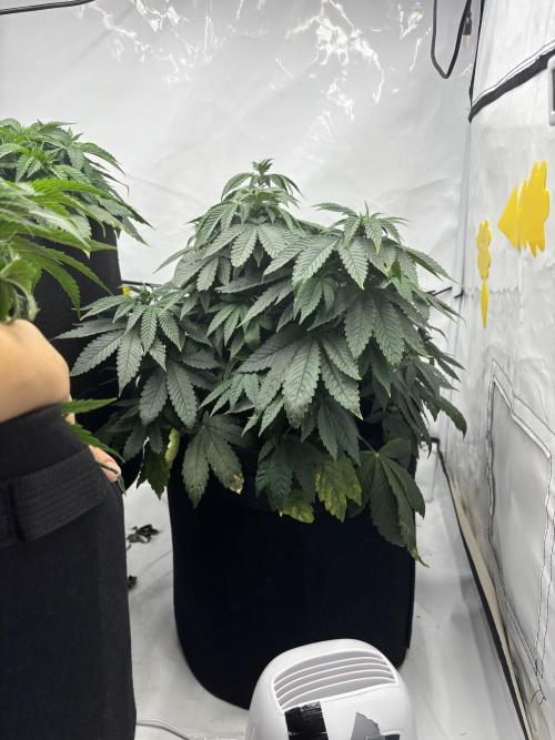 CC • CP • RS11B – Indoor Run. Week 6 - Cookie casket 