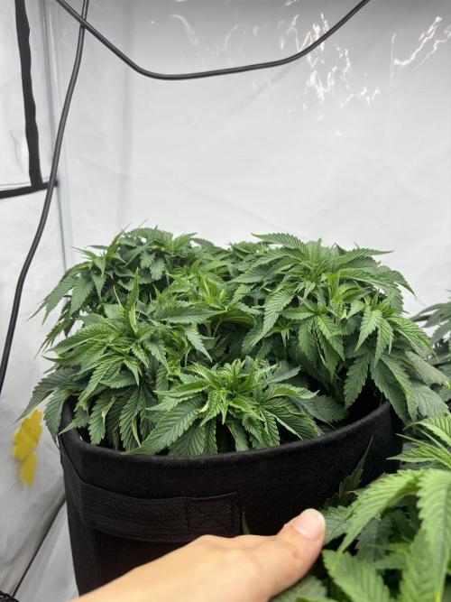 CC • CP • RS11B – Indoor Run. Week 6