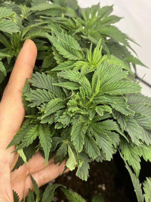 CC • CP • RS11B – Indoor Run. Week 6