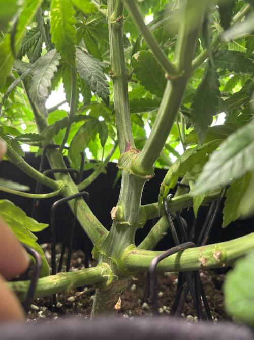 CC • CP • RS11B – Indoor Run. Week 6