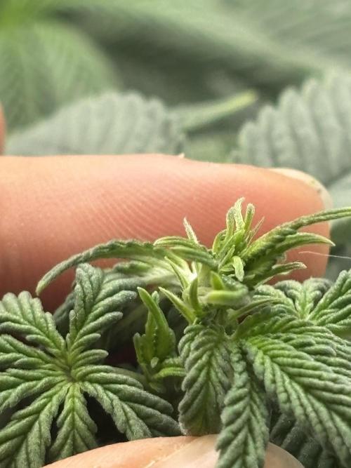 CC • CP • RS11B – Indoor Run. Week 6