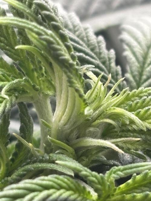 CC • CP • RS11B – Indoor Run. Week 6