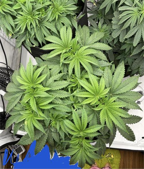 CC • CP • RS11B – Indoor Run. Week 6