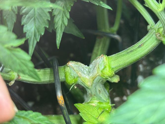 CC • CP • RS11B – Indoor Run. Week 6