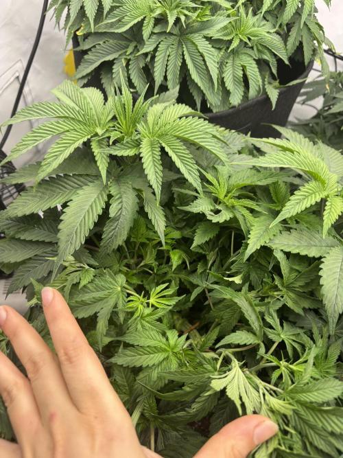 CC • CP • RS11B – Indoor Run. Week 6