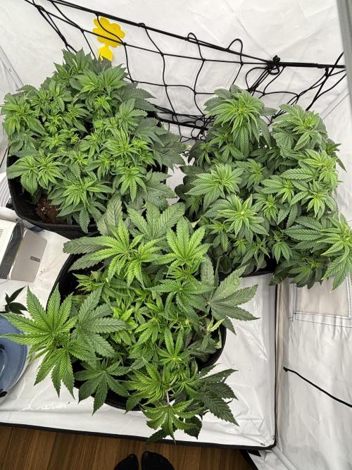 CC • CP • RS11B – Indoor Run. Week 6