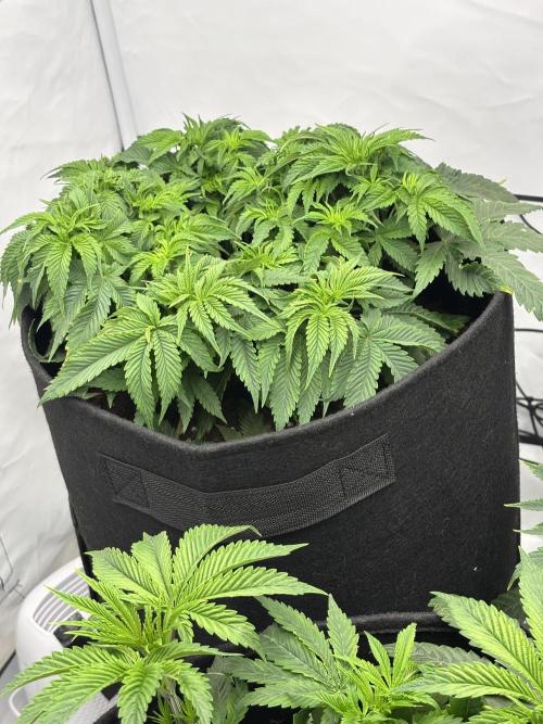 CC • CP • RS11B – Indoor Run. Week 6