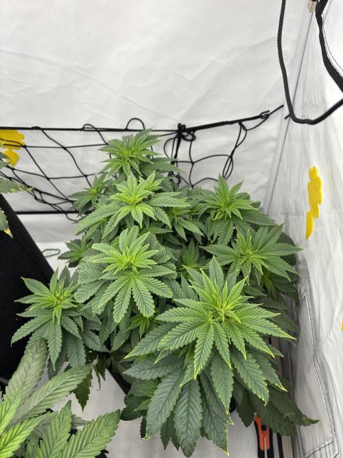 CC • CP • RS11B – Indoor Run. Week 6