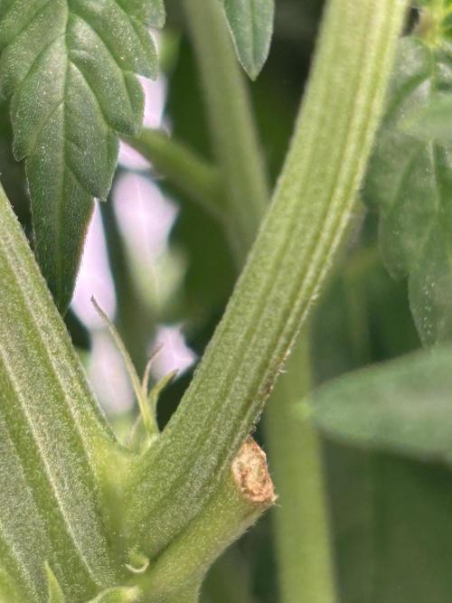 CC • CP • RS11B – Indoor Run. Week 6