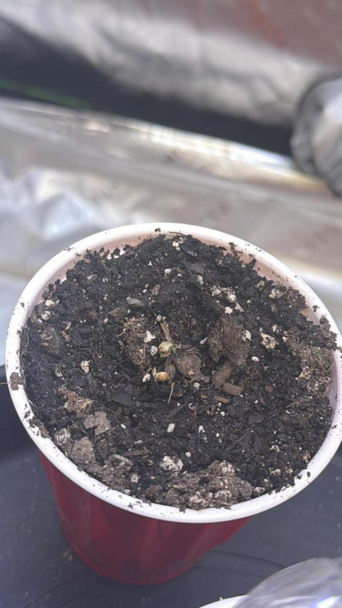 Pineapple Chunk. Week 0 - Seeds germinated 09/13