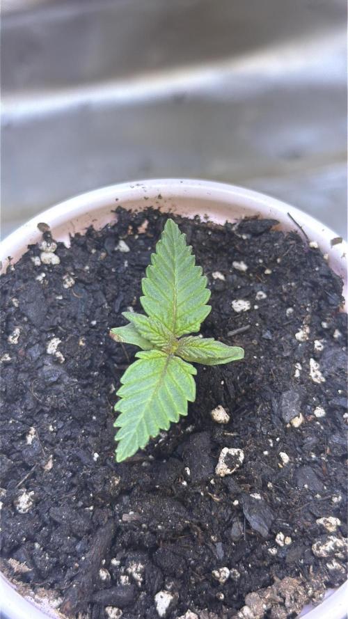 Pineapple Chunk. Week 1