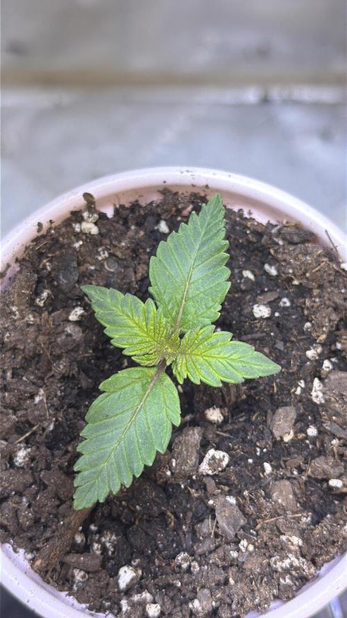 Pineapple Chunk. Week 1