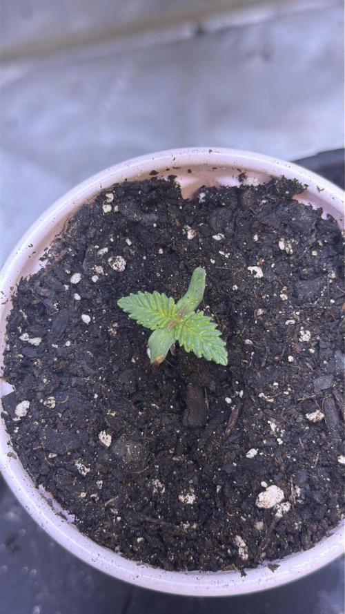 Pineapple Chunk. Week 1