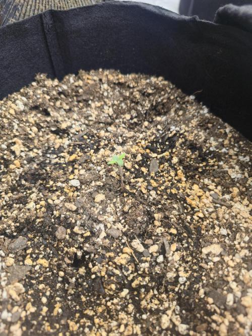 CCRF3. Week 1 - Day 1