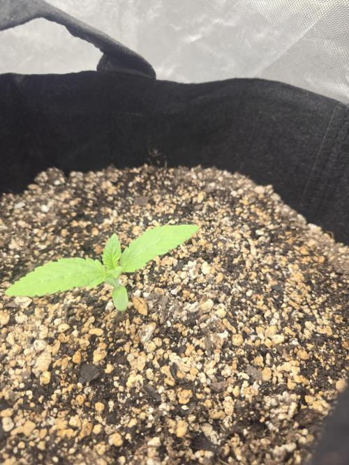 CCRF3. Week 1 - Day 6 