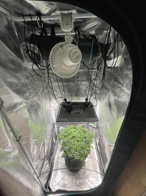 Sleepy Joe Steckling von Anesia Seeds. Week 1