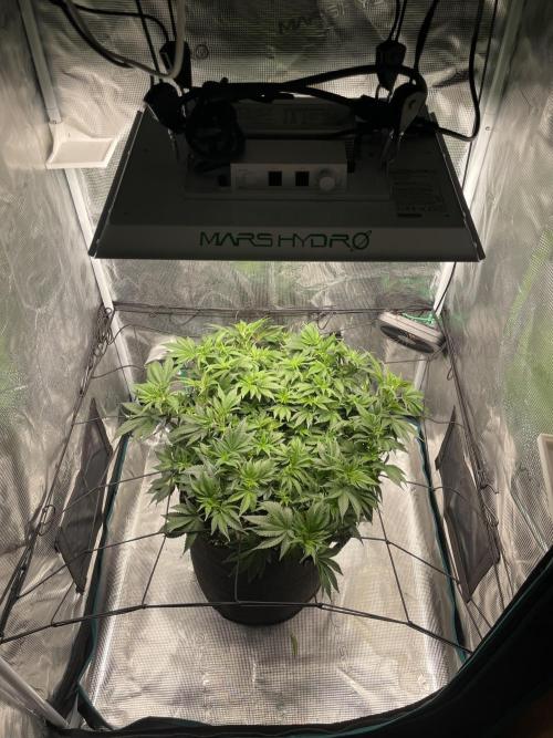 Sleepy Joe Steckling von Anesia Seeds. Week 1