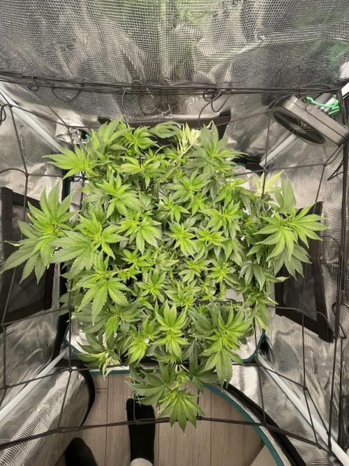 Sleepy Joe Steckling von Anesia Seeds. Week 1