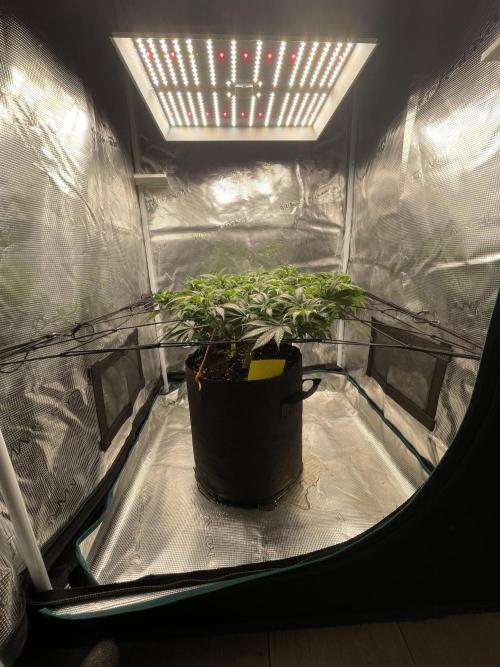 Sleepy Joe Steckling von Anesia Seeds. Week 2