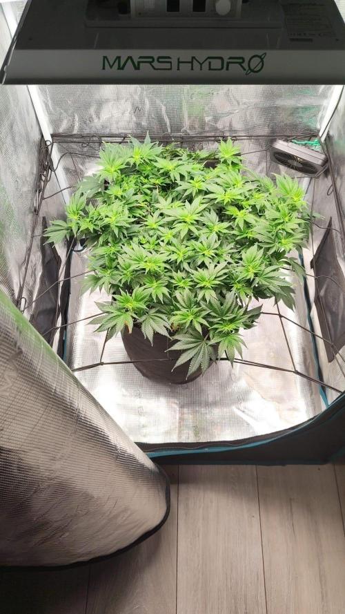 Sleepy Joe Steckling von Anesia Seeds. Week 2