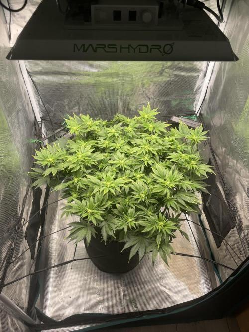 Sleepy Joe Steckling von Anesia Seeds. Week 3
