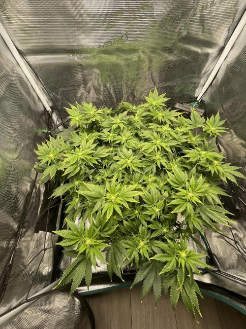 Sleepy Joe Steckling von Anesia Seeds. Week 3