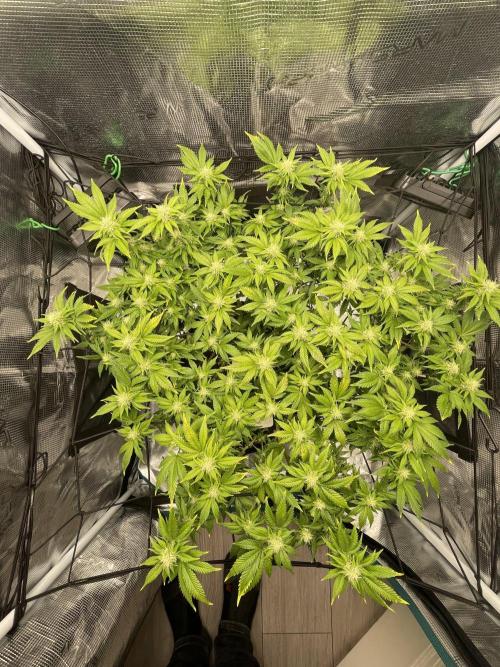 Sleepy Joe Steckling von Anesia Seeds. Week 4