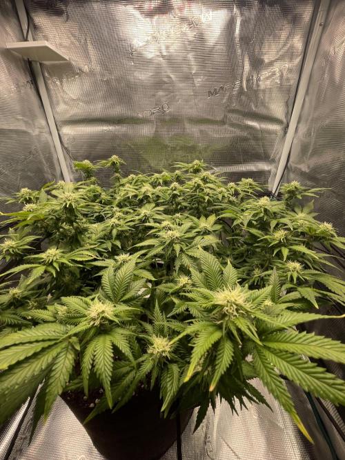 Sleepy Joe Steckling von Anesia Seeds. Week 4