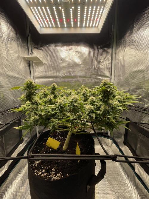 Sleepy Joe Steckling von Anesia Seeds. Week 5