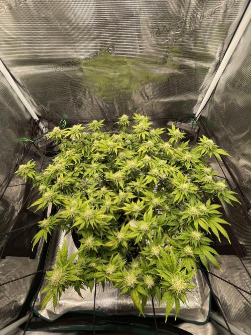 Sleepy Joe Steckling von Anesia Seeds. Week 5