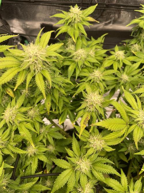 Sleepy Joe Steckling von Anesia Seeds. Week 5