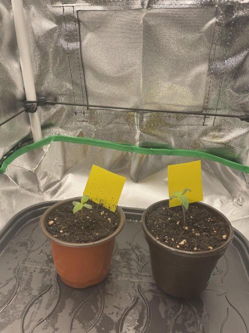 Orange Sherbet ff. Week 0