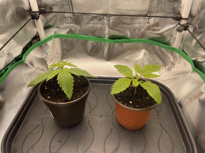 Orange Sherbet ff. Week 1 - Sie wollen langsam in ein größeres Zuhause