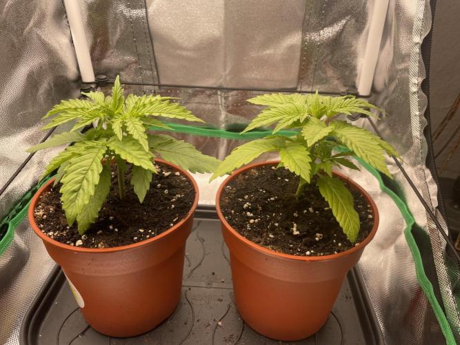 Orange Sherbet ff. Week 2
