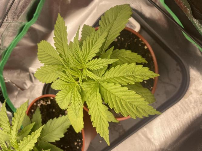 Orange Sherbet ff. Week 2