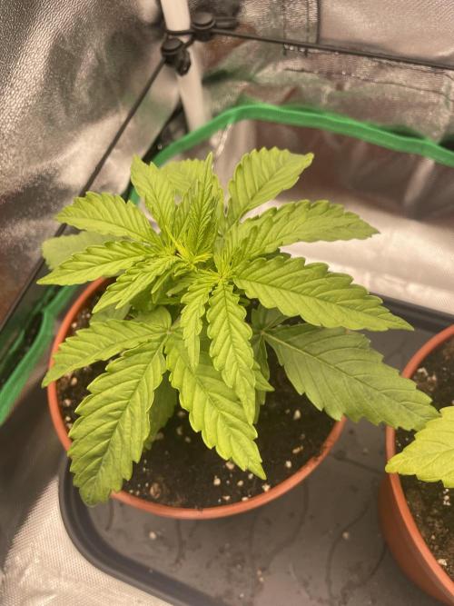 Orange Sherbet ff. Week 2