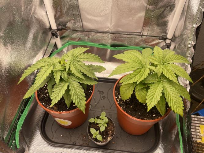 Orange Sherbet ff. Week 3