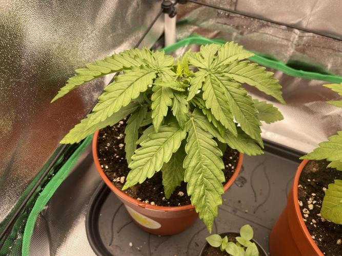 Orange Sherbet ff. Week 3
