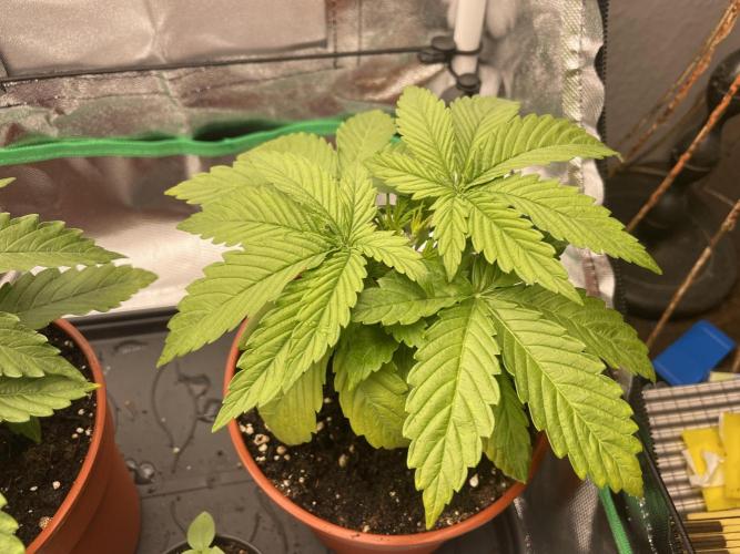 Orange Sherbet ff. Week 3