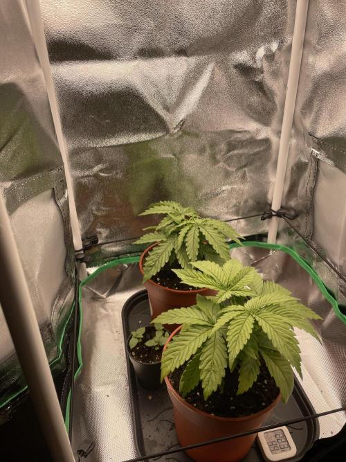Orange Sherbet ff. Week 3