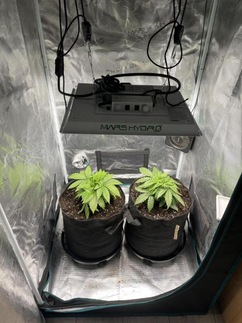 Orange Sherbet ff. Week 4