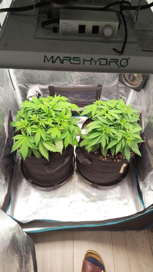 Orange Sherbet ff. Week 4