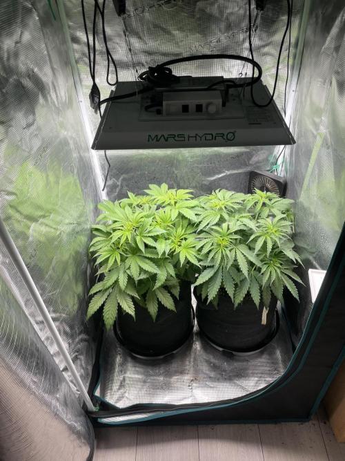 Orange Sherbet ff. Week 4
