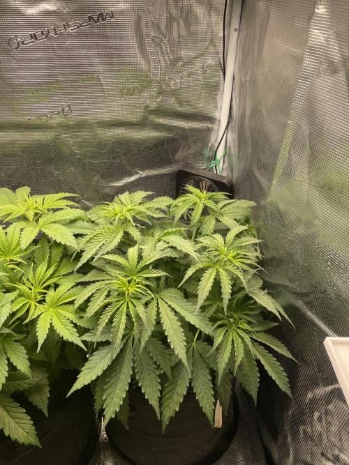 Orange Sherbet ff. Week 4