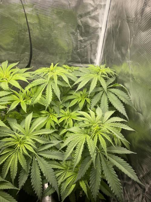 Orange Sherbet ff. Week 5