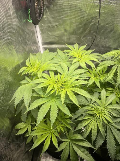 Orange Sherbet ff. Week 5