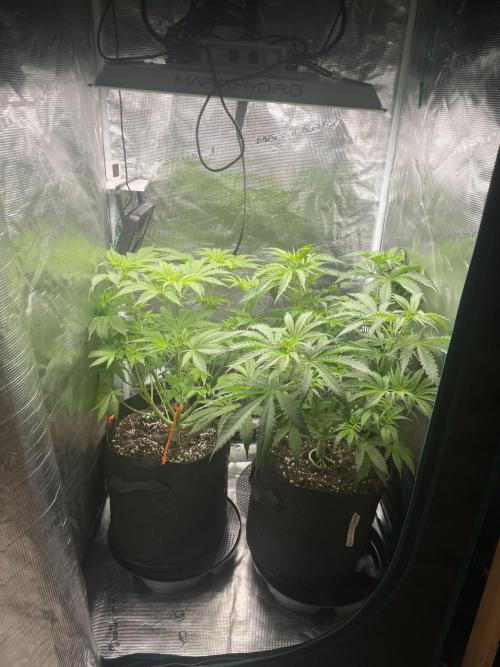 Orange Sherbet ff. Week 5