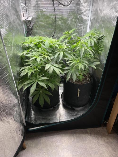 Orange Sherbet ff. Week 5