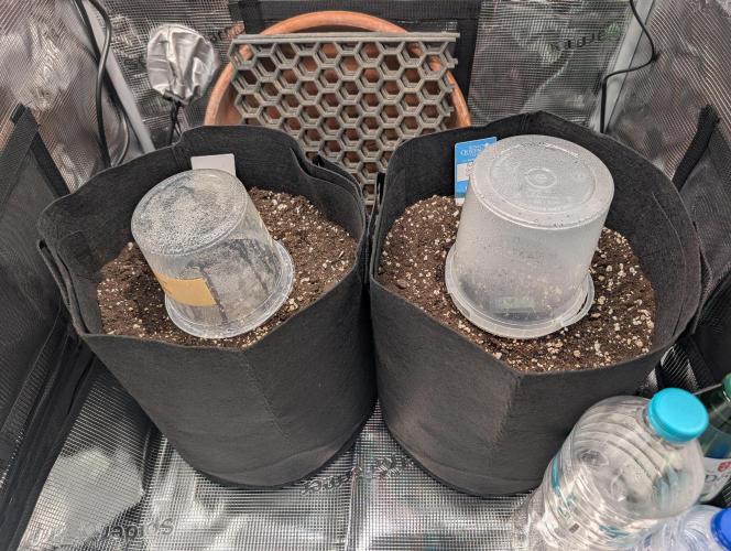 Auto Gorilla Glue#4 Indoor. Week 0